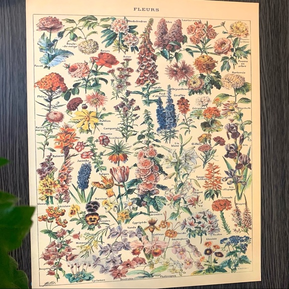 Adolphe Millot 1909 Fleurs Floral Print 1 of 5 - Picture 4 of 6